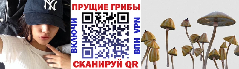 mega   закладка  Константиновск  Галлюциногенные грибы Psilocybe 